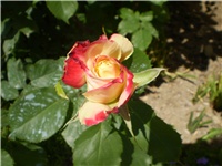 b3fbba65-Picture 5917.jpg